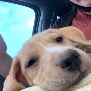 Meet your Posher, Chase